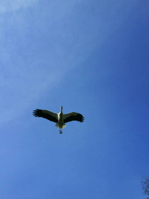 Storch.
