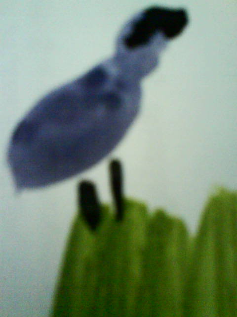 Vogel