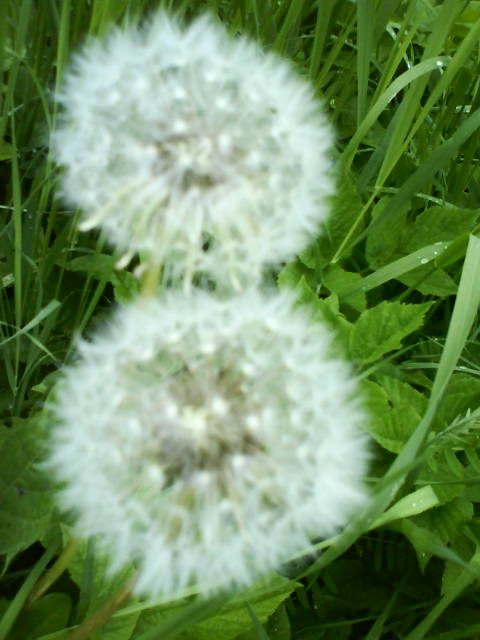 Twinstar