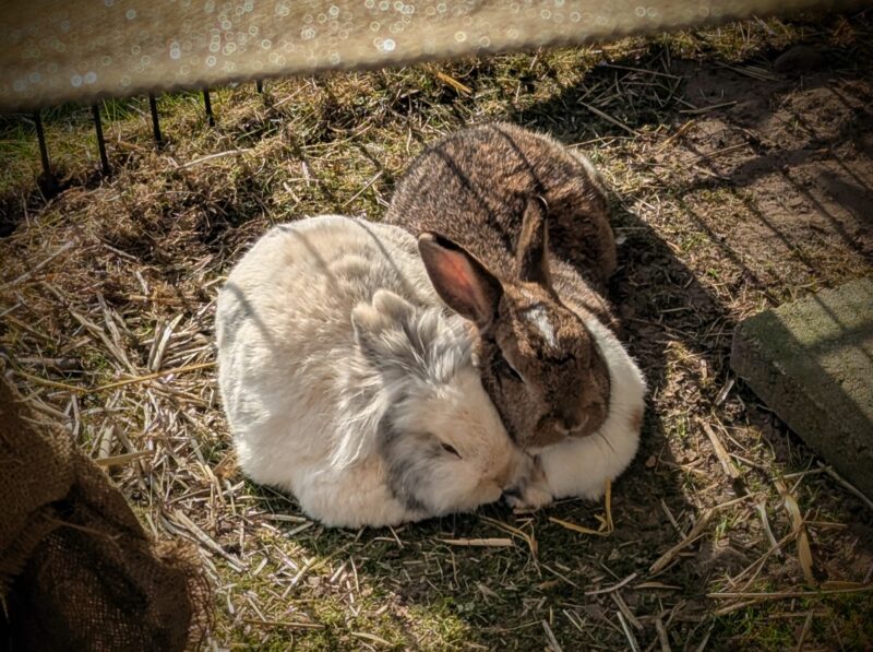 Siamesische Kaninchen